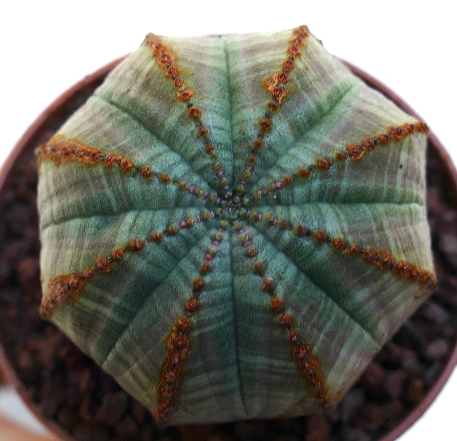 Euphorbia obesa succulent cactus with green-gray ribbed body and small brown areoles