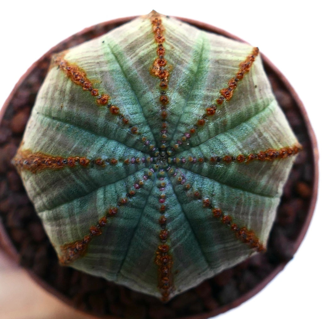 Euphorbia obesa succulent cactus with green-gray ribbed body and small brown areoles