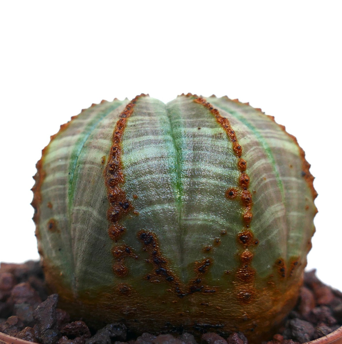 Euphorbia obesa succulent cactus with green-gray striped ribbed body and textured surface