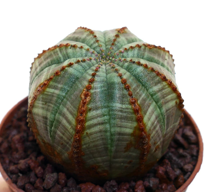 Euphorbia obesa succulent cactus with green-gray striped ribbed body and small brown tubercles