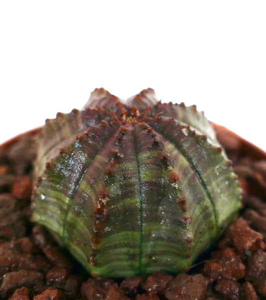 Euphorbia obesa sukkulent med stjerneformet grønn og grå ribbet kropp og små brune knoller