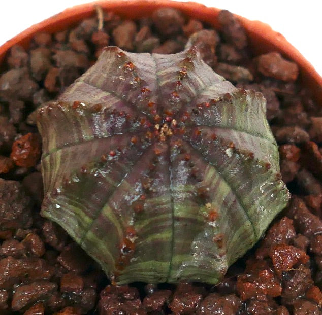 별 모양 능선과 녹회색 얼룩무늬 질감을 가진 유포르비아 오베사 다육식물