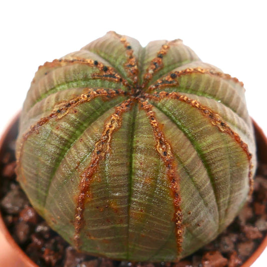 Euphorbia obesa sukkulent med avrundet ribbet kropp og teksturerte brune linjer som vokser i potte