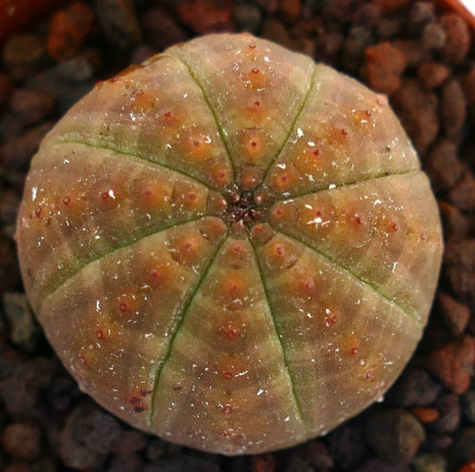 Euphorbia obesa succulent round cactus with green and orange hues and small tubercles