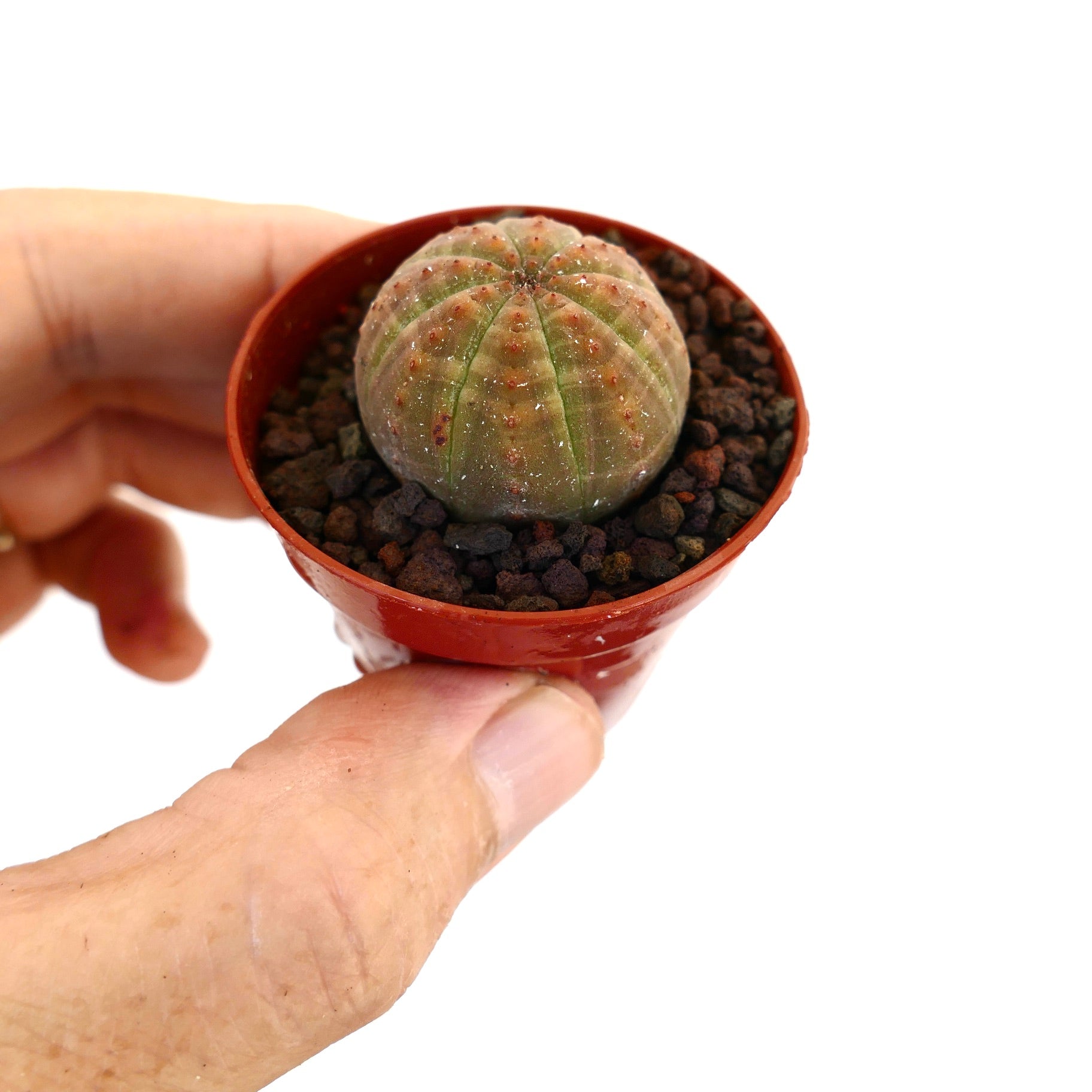 Euphorbia obesa pequeña suculenta redonda con tonos verdes y naranjas en maceta roja
