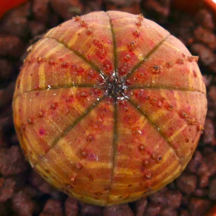 Euphorbia obesa sjelden sukkulent med oransje stripete sfærisk kropp og små knoller