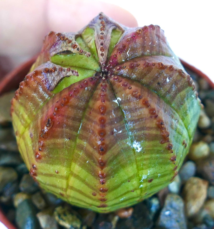 여덟 개의 갈래를 가진 둥근 다육식물 <에우포르비아 오베사>의 위에서 본 모습으로, 녹색과 보라색 줄무늬 패턴과 능선을 따라 작은 갈색 결절들이 보이며 자갈이 깔린 화분에 심겨 있습니다.