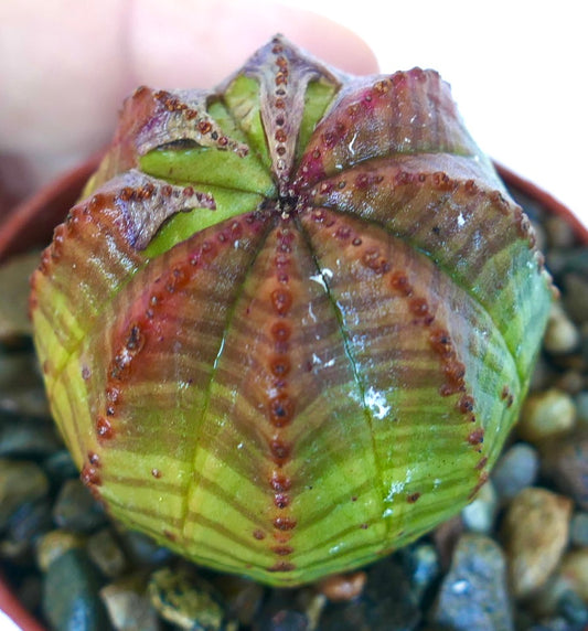 Toppvisning av Euphorbia obesa, en rund sukkulent med åtte ribber, som viser grønne og lilla stripete mønstre og små brune knoller langs ribbene, plantet i en potte med grus.