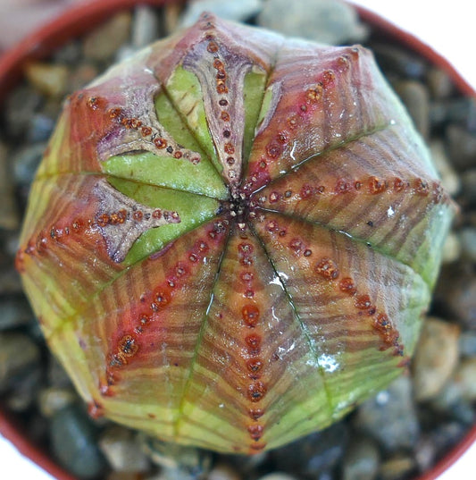 Sidevisning av Euphorbia obesa som viser dens kuleformede, ribbede kropp med grønne og rødlig-lilla toner og rekker av hevede, brune knuter, plassert i en liten potte med småstein.