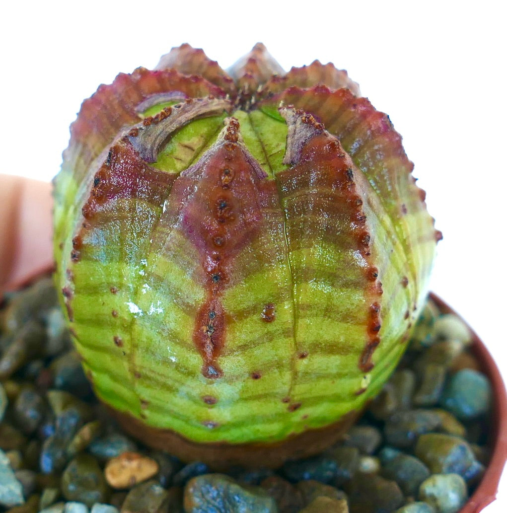 갈라진 갈비뼈와 매끄러운 녹색과 보라색 피부, 정렬된 갈색 결절을 강조한 유포르비아 오베사 측면 모습, 자갈로 채워진 용기에서 자라고 있음.