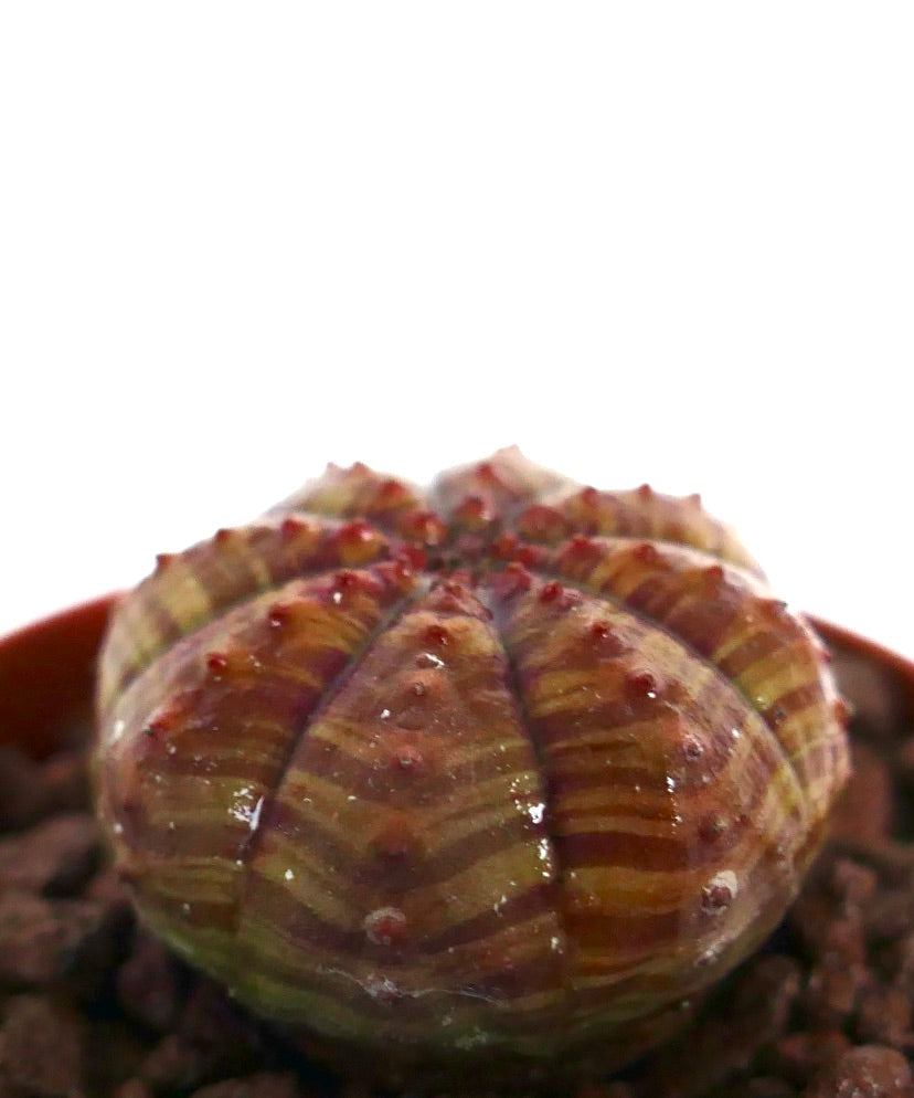 Euphorbia obesa sukkulent med rund form og karakteristisk rødstripet dekorasjon