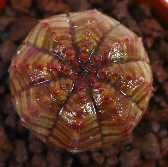 Euphorbia obesa sukkulent med rund form og rødstripet, broket mønster