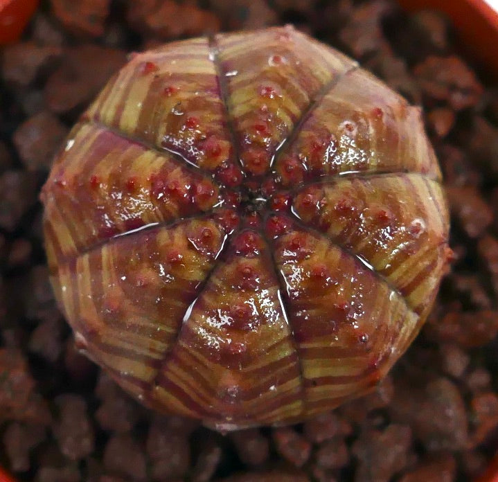 Euphorbia obesa sukkulent kaktus med grønt og rødt stripete marmorert mønster