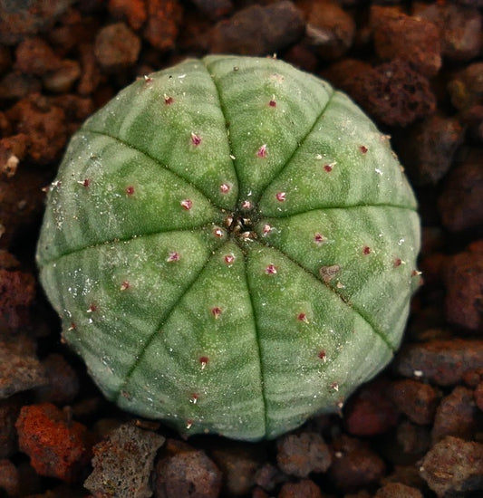 Euphorbia obesa sukkulent kaktus med avrundet grønn ribbet kropp og små røde knopper