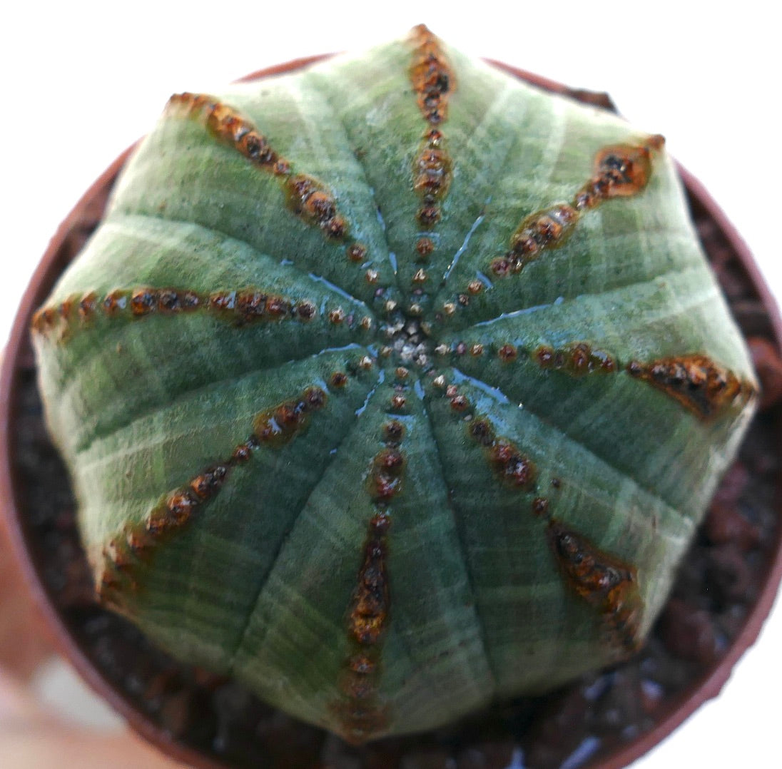 Euphorbia obesa Sukkulente mit rundlichem, geripptem grünem Körper und braunen Areolen im Topf