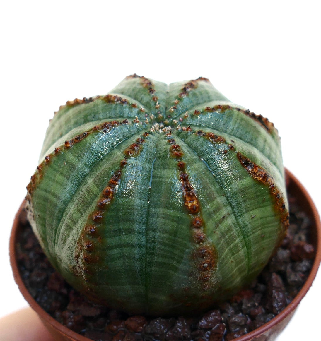 Euphorbia obesa Sukkulente mit gerundetem, grün geripptem Körper und kleinen braunen Tuberkeln im Topf