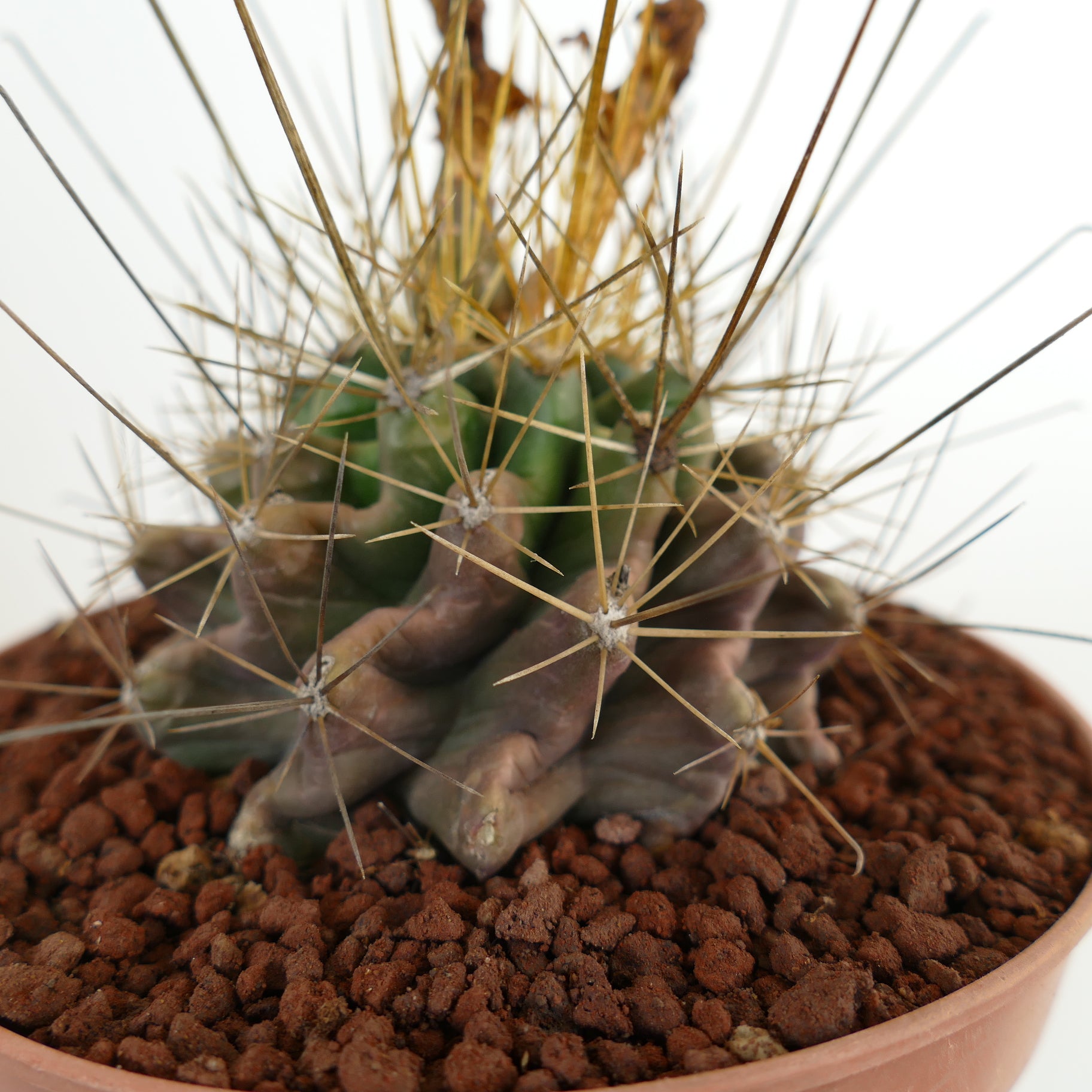 เฟโรแคคตัส ฮามาตาคันทัส กระบองเพชรอวบน้ำมีหนามหนาทองคำและลำต้นสีเขียวมีซี่ในกระถาง