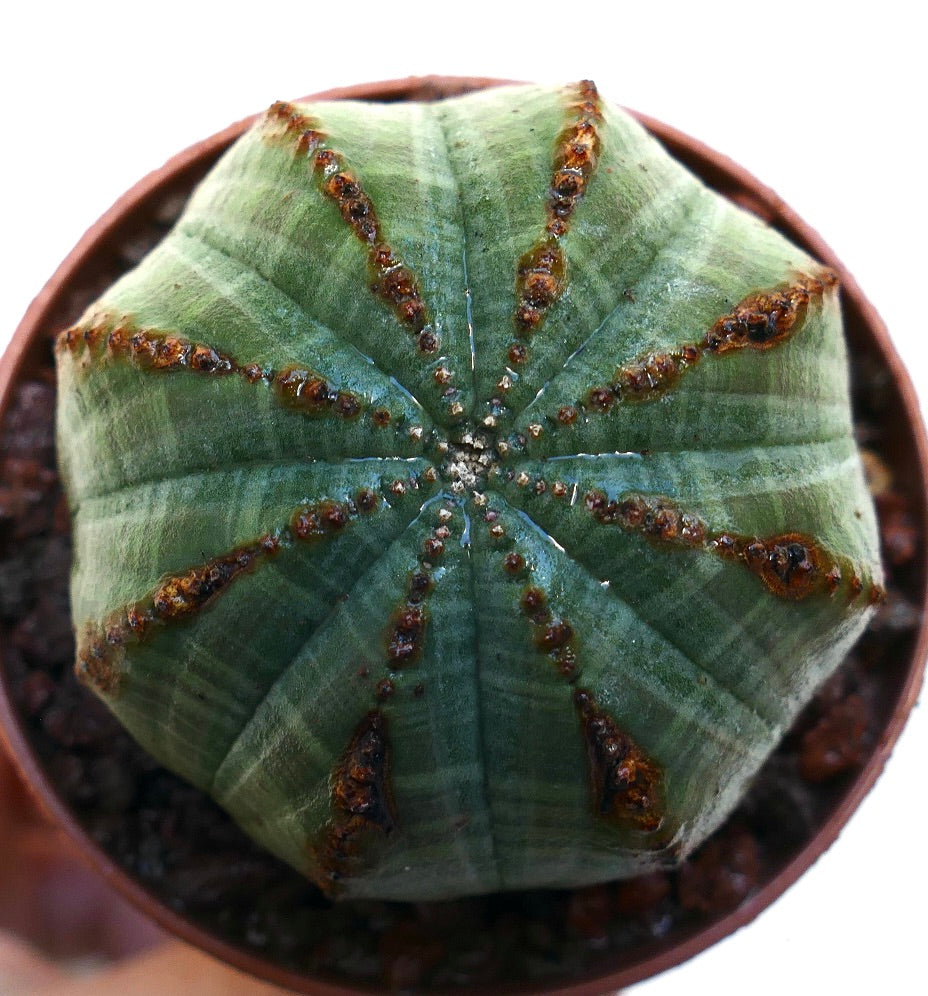 Euphorbia obesa Sukkulente mit rundem, geripptem grünem Körper und braunen, strukturierten Areolen