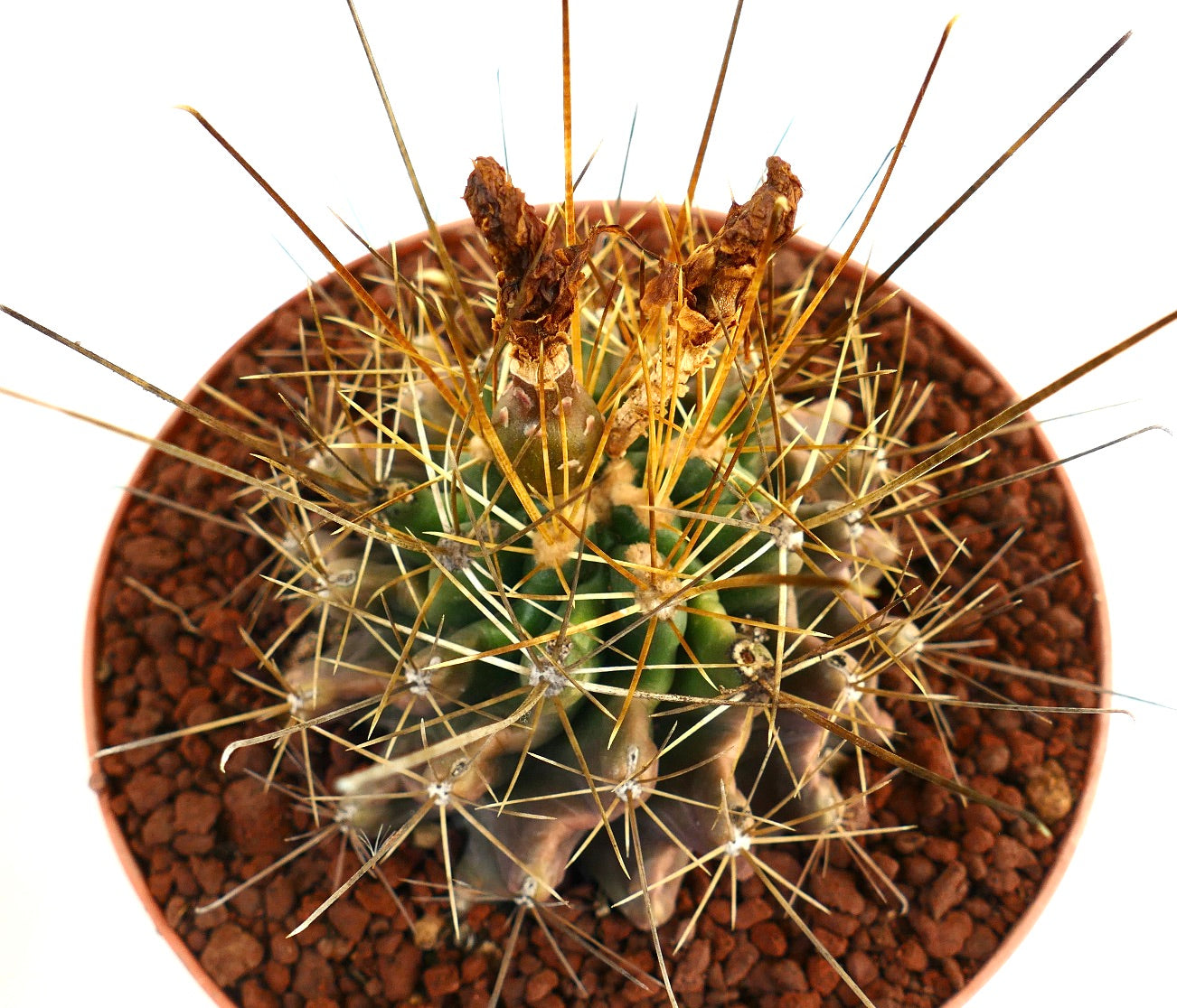 เฟโรแคคตัส แฮมาตาคันทัส กระบองเพชรอวบน้ำหนามยาวสีทองกับลำตัวสีเขียวมีซี่ขลุ่ยในกระถาง