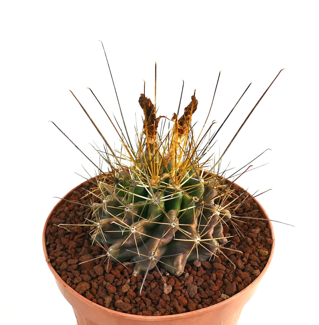 เฟโรแคคตัส แฮมาตาคันทัส กระบองเพชรทรงกลมขนาดเล็กพร้อมหนามทองยาวในกระถางดินเผา