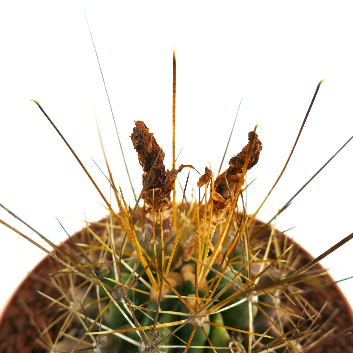 เฟโรแคคตัส ฮามาทาคันทัส กระบองเพชรมีหนามยาวสีทองและเศษดอกไม้แห้ง