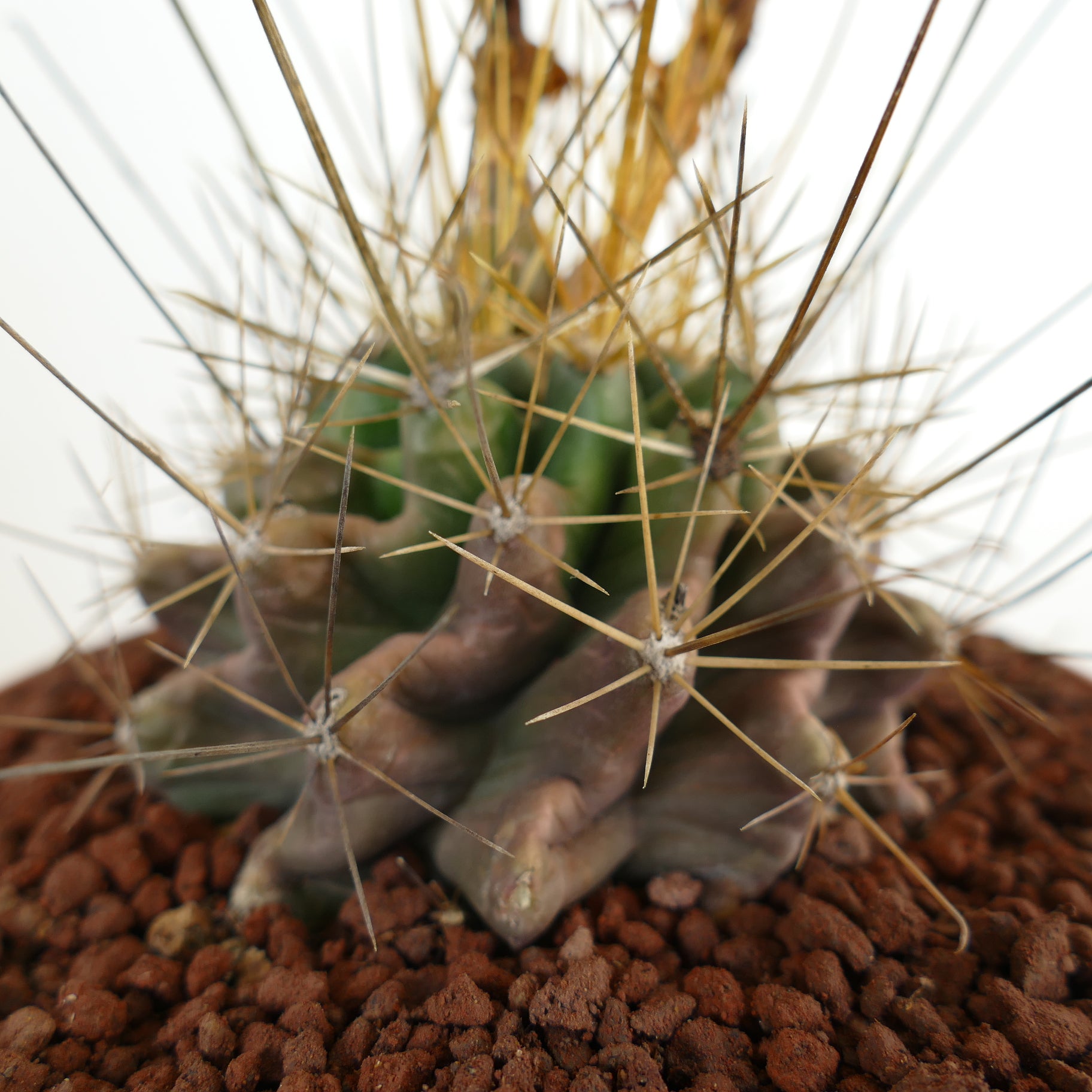 เฟโรแคคตัส ฮามาตาคันทัส แคคตัสอวบน้ำมีหนามหนาทองคำและลำตัวยอดนูนในดิน