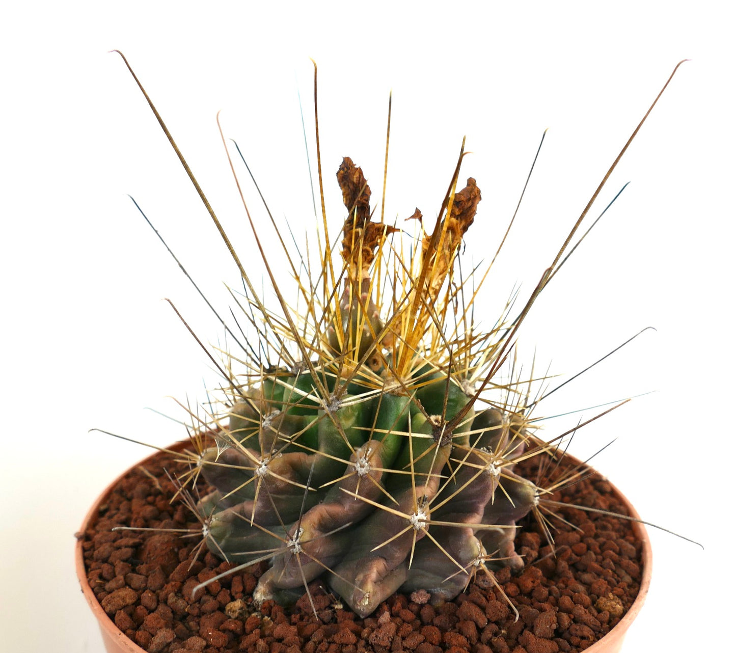 กระบองเพชร แฟโรแคคตัส ฮามาทาคันทัส มีหนามยาวสีทองและลำต้นสีเขียวมีร่อง วางในกระถาง