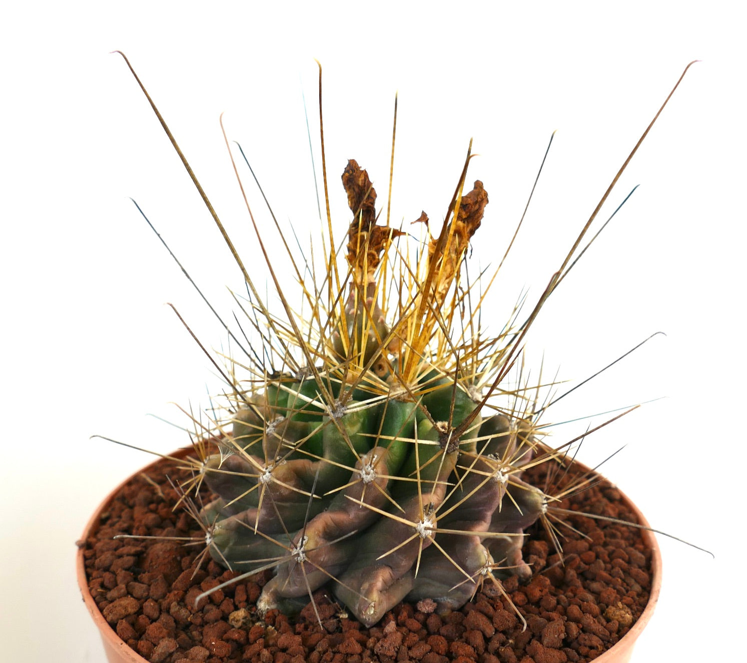 กระบองเพชร แฟโรแคคตัส ฮามาทาคันทัส มีหนามยาวสีทองและลำต้นสีเขียวมีร่อง วางในกระถาง