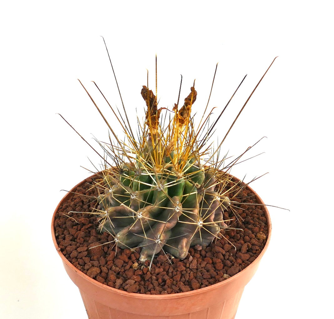 เฟโรแคคตัส ฮามาทาคันธัส กระบองเพชรอวบน้ำหนามยาวสีทองในกระถางเทอร์รากอตต้