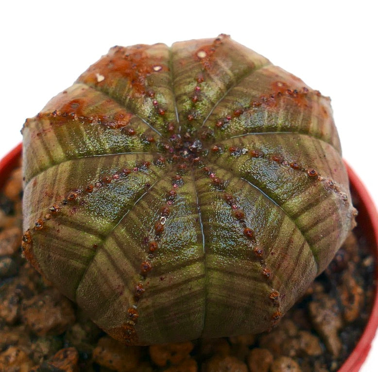 Euphorbia obesa sukkulent kaktus med stjerneformede åser og strukturert grønn overflate