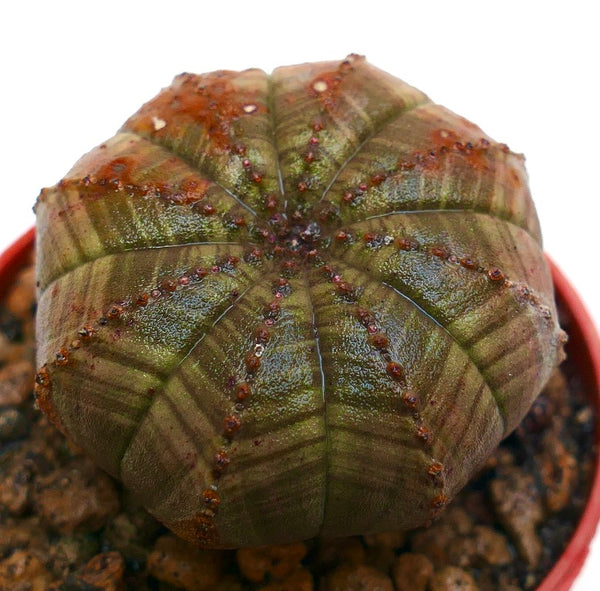 ユーフォルビア・オベサ | Botanical Archive | 家庭用ユニーク