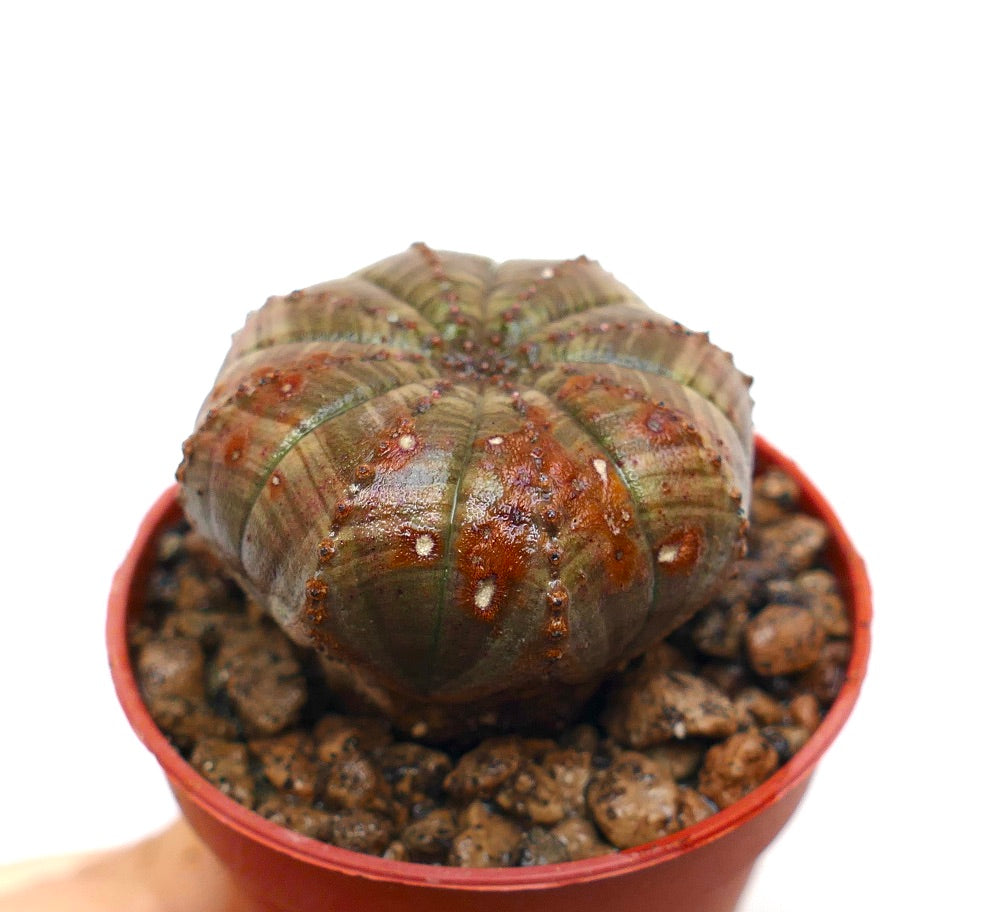 ユーフォルビア　オベサ　小吹オベサ isla del pescado - Euphorbia obesa-仔吹きオベサ