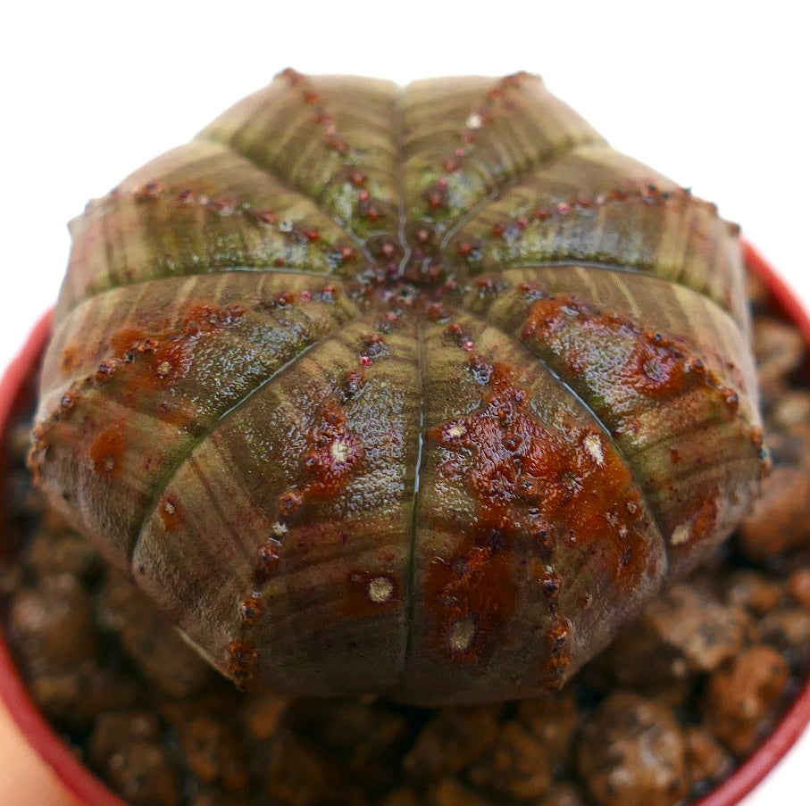 Euphorbia obesa sukkulent med avrundet stjerneformet kropp og teksturert brun-grønn overflate
