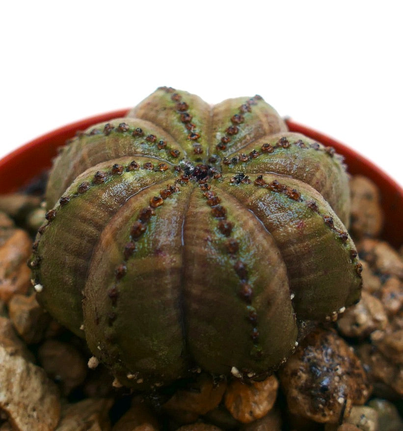 Euphorbia obesa sukkulent kaktus med ribbet stjerneform og små brune tuberkler