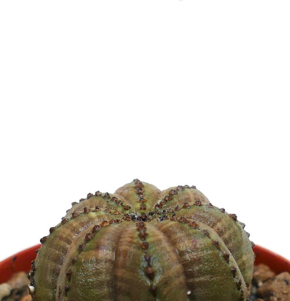 Euphorbia obesa sukkulent kaktus med avrundede stjerneformede ribber og små torner