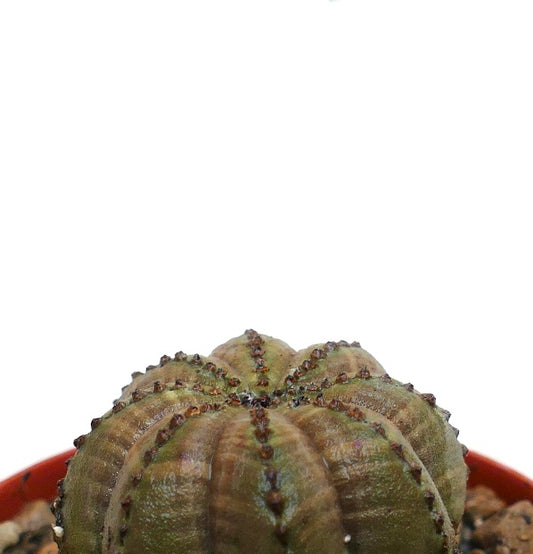 Euphorbia obesa sukkulent kaktus med avrundede stjerneformede ribber og små torner