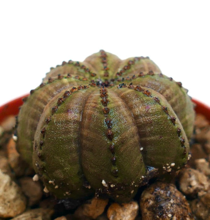 Euphorbia obesa sukkulent med avrundede, stjerneformede ribber og små brune areoler