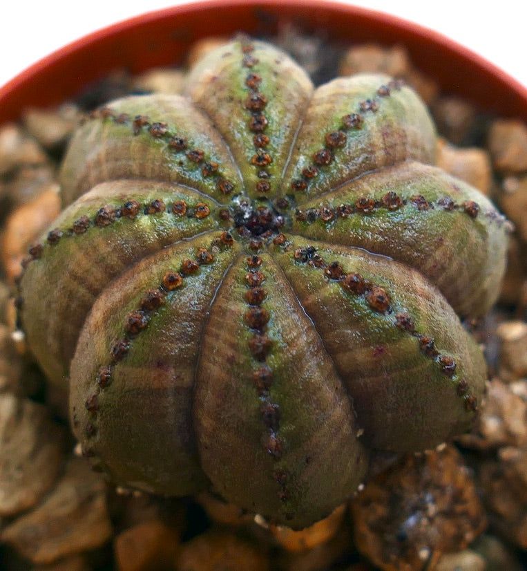 snk　オベサ キノコ型】Euphorbia Obesa ユーフォルビア オベサ