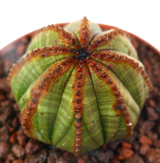 Euphorbia obesa saftig kaktus med stjerneformede riller og teksturerte brune areoler