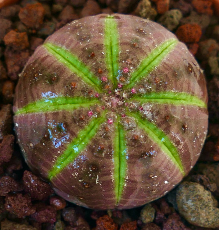Euphorbia obesa suculenta con forma redonda y patrón de estrella verde sobre superficie marrón