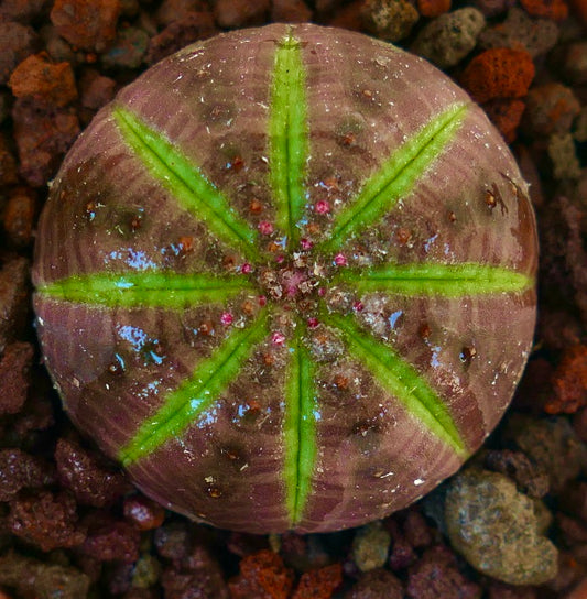 Euphorbia obesa succulent with round shape and distinct green star pattern on top