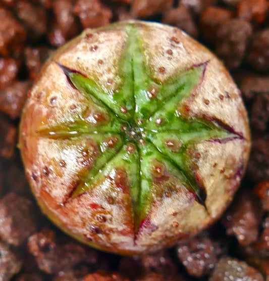 Euphorbia obesa sukkulent med stjerneformet grønt toppunkt og teksturert brun overflate