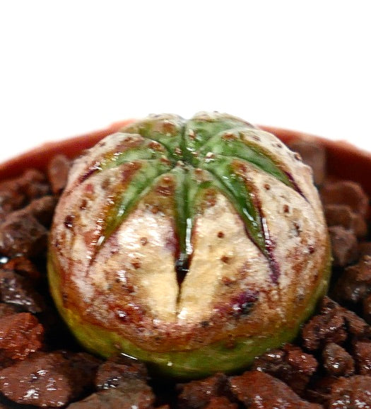 Euphorbia obesa sukkulent kaktus med rund form og flekkete grønn og brun overflate