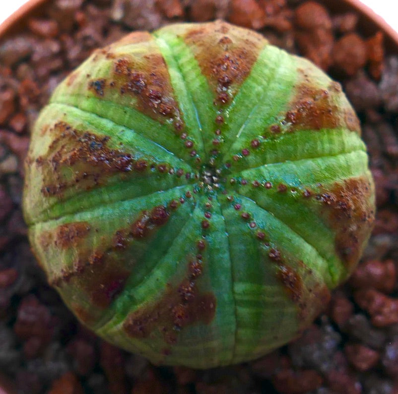 ยูโฟร์เบีย โอเบซา ต้นอวบน้ำทรงกลมพร้อมสันสีเขียวแต้มจุดสีน้ำตาล