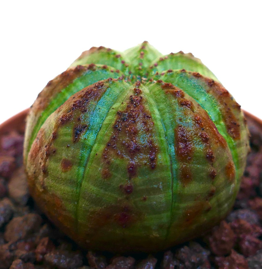 อีฟอร์เบีย โอเบซา ต้นอวบน้ำที่มีกลุ่มซี่โค้งมนสีเขียวและจุดสีน้ำตาลที่มีพื้นผิว