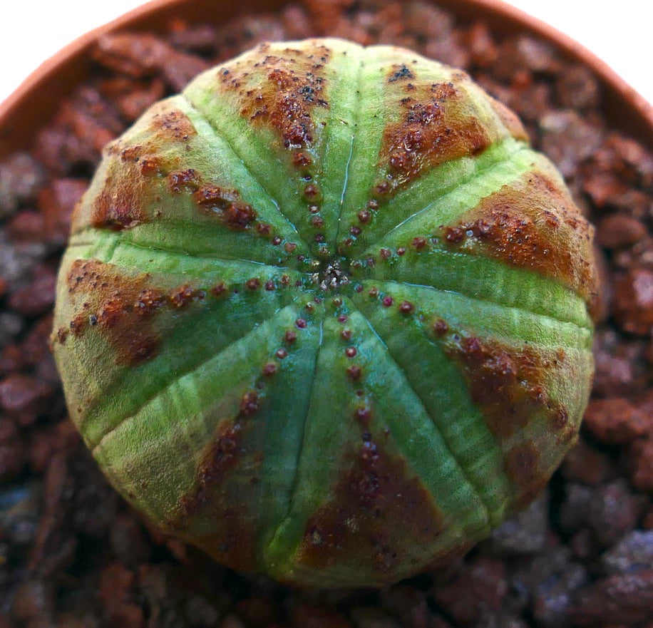 ยูโฟร์เบีย โอเบซา ต้นอวบน้ำ ลำต้นสีเขียวมีซี่โครงกลมและจุดสีน้ำตาลมีพื้นผิว