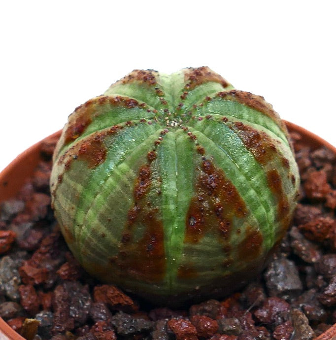 ยูโฟร์เบีย โอเบซา ต้นอวบน้ำทรงกลมมีซี่โครงและลวดลายสีน้ำตาลแบบมีเนื้อสัมผัส