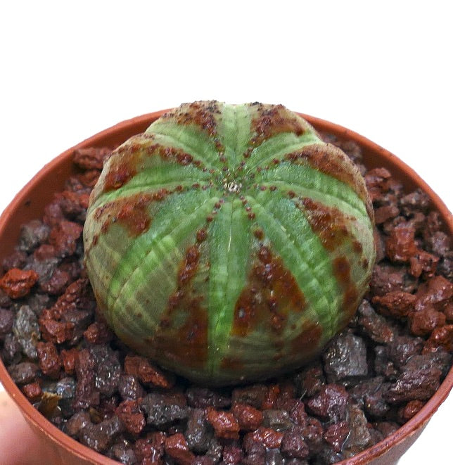 ยูโฟเบีย โอเบซา ต้นอวบน้ำรูปทรงกลมพร้อมลวดลายสีน้ำตาลมีพื้นผิวในกระถาง