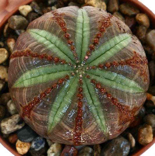 Toppvisning av Euphorbia obesa i en potte, som viser en rund kropp med mørk lilla-brun hud og lysegrønne stjerneformede markeringer langs ribbene, fremhevet av rekker med røde kuler.