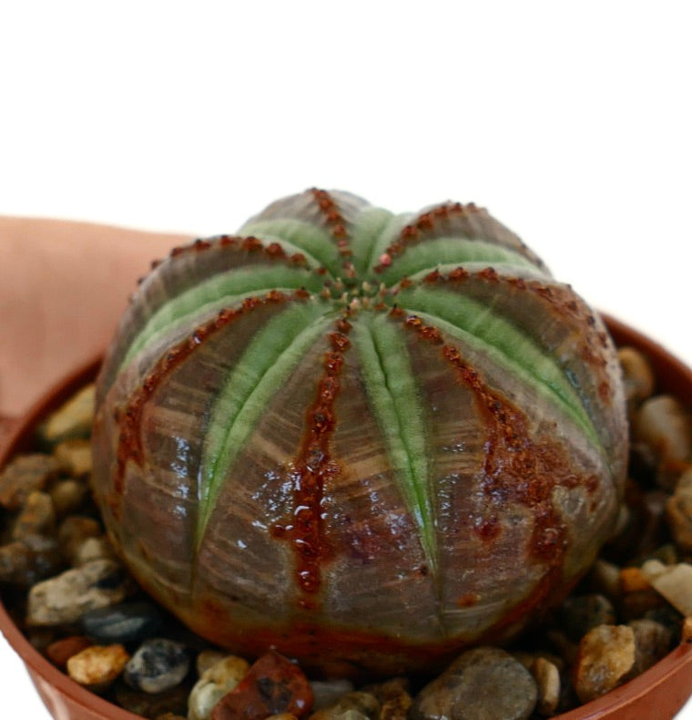 자갈이 담긴 화분에 담겨 측면에서 본 유포르비아 오베사, 자줏빛 갈색 표면과 대비되는 녹색 줄무늬 별 모양 패턴이 돋보이는 구형 형태를 보여줍니다.
